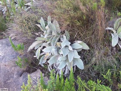 Hermas gigantea, photographed by Chris Vynbos