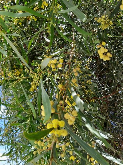 Acacia retinodes, photographed by Claudio Laura Daza