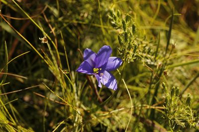 Aristea pusilla, photographed by Karen Eichholz