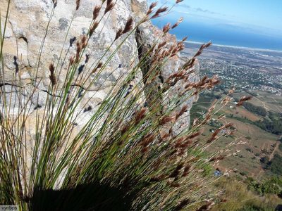 Thamnochortus lucens, photographed by Chris Vynbos