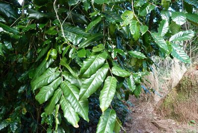 Inocarpus fagifer, photographed by Colin Meurk