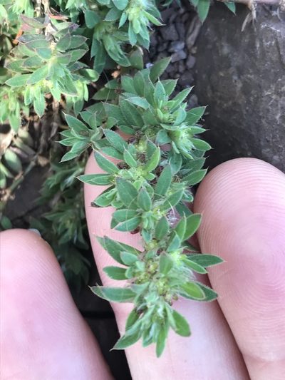 Paronychia franciscana, photographed by LJ Moore-McClelland