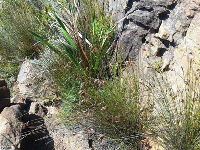 Thamnochortus lucens, photographed by Chris Vynbos