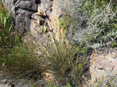 Thamnochortus lucens, photographed by Chris Vynbos