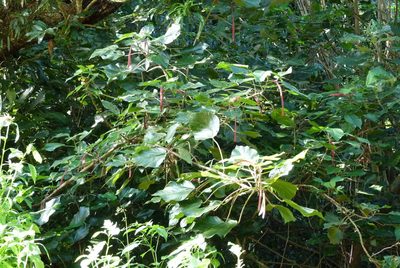 Acalypha hispida, photographed by Colin Meurk