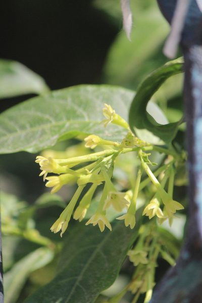 Cestrum glanduliferum, photographed by José Belem Hernández Díaz