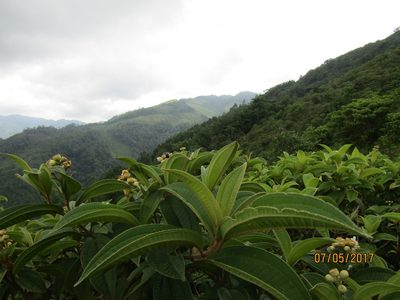 Miconia subhirsuta, photographed by Eugenio Padilla