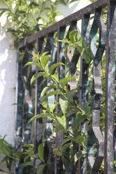 Cestrum glanduliferum, photographed by José Belem Hernández Díaz