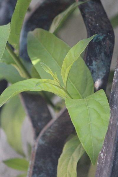 Cestrum glanduliferum, photographed by José Belem Hernández Díaz