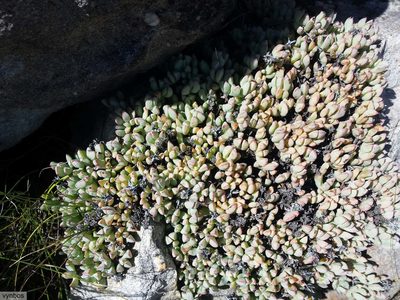 Oscularia caulescens, photographed by Chris Vynbos