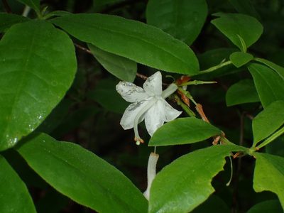 Rhododendron alabamense, photographed by John P Friel