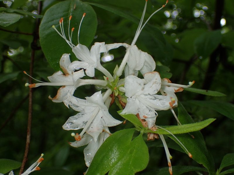 Rhododendron alabamense, photographed by John P Friel