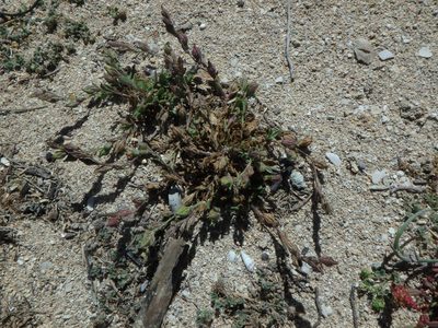 Silene sclerocarpa, photographed by Daniel Cahen