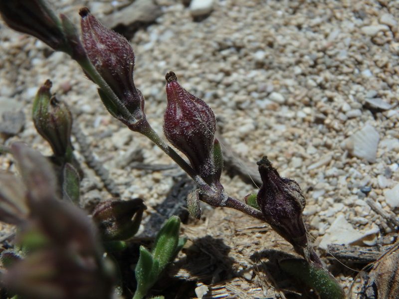 Silene sclerocarpa, photographed by Daniel Cahen