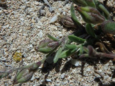 Silene sclerocarpa, photographed by Daniel Cahen