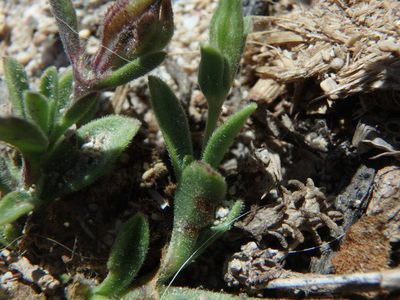 Silene sclerocarpa, photographed by Daniel Cahen