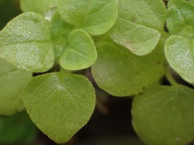 Parietaria floridana, photographed by Cat