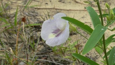 Clitoria laurifolia, photographed by Pedo Reis