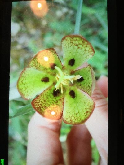 Fritillaria involucrata, photographed by sandravanaalst