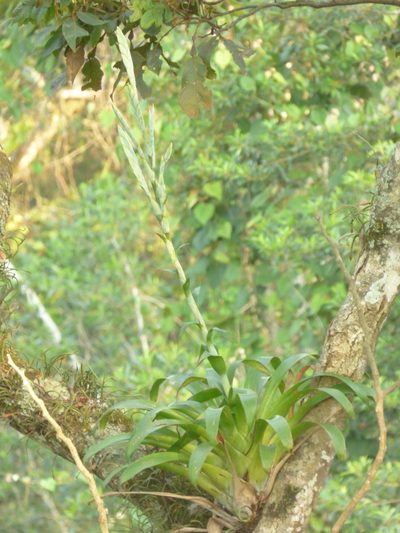 Tillandsia heterophylla, photographed by Oscar Marín