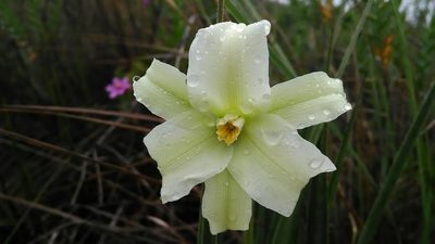 Barbacenia lymansmithii, photographed by Márcia Martins