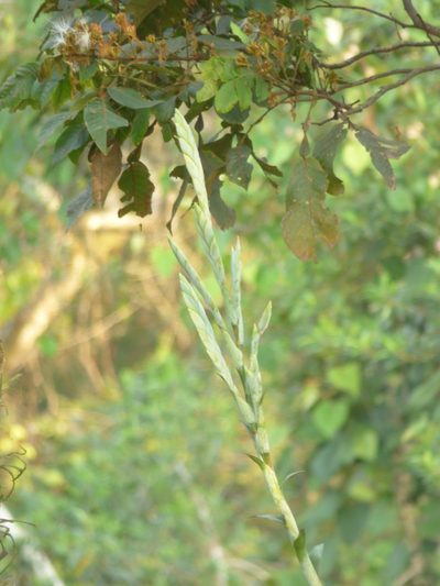 Tillandsia heterophylla, photographed by Oscar Marín