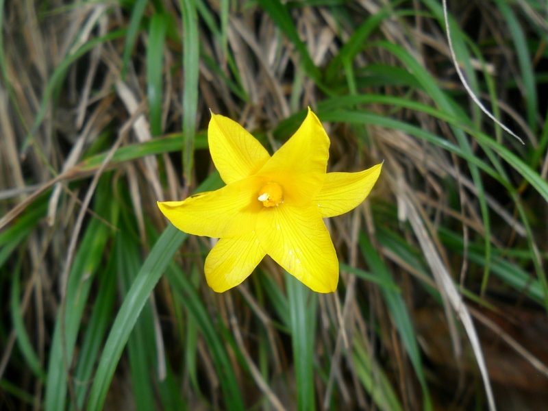 Barbacenia glabra, photographed by Márcia Martins