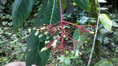 Palicourea macrantha, photographed by Eugenio Padilla