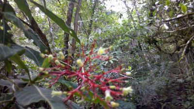 Palicourea macrantha, photographed by Eugenio Padilla