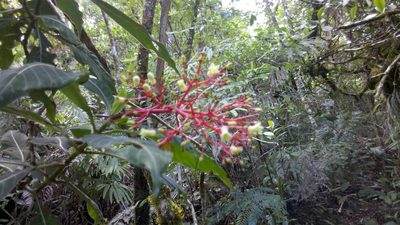 Palicourea macrantha, photographed by Eugenio Padilla