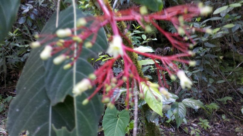 Palicourea macrantha, photographed by Eugenio Padilla
