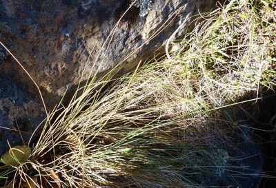 Festuca actae, photographed by Colin Meurk