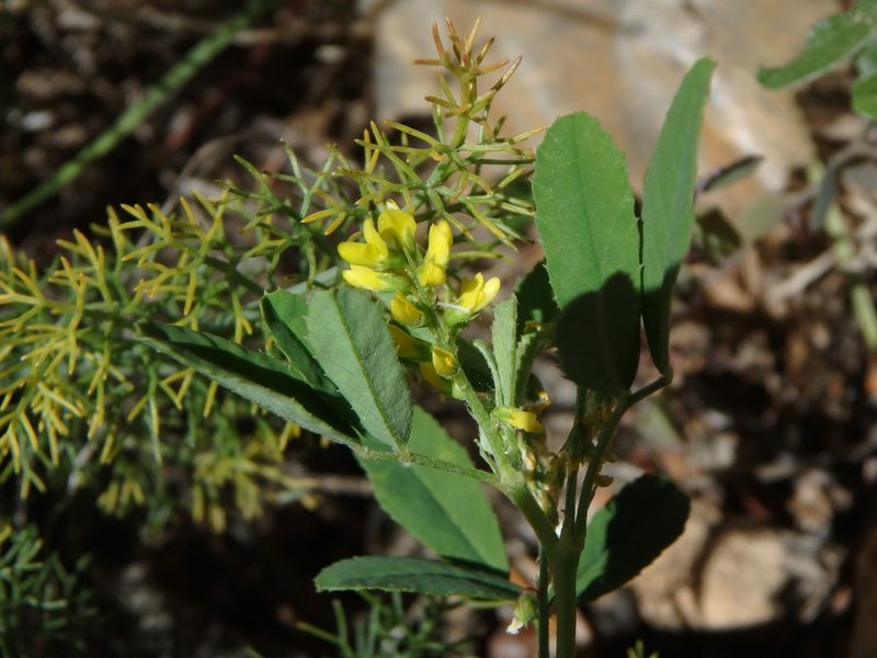 Melilotus sulcatus, photographed by Daniel Cahen