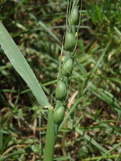 Aegilops ventricosa, photographed by Daniel Cahen