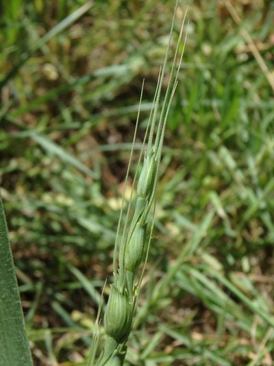 Aegilops ventricosa, photographed by Daniel Cahen