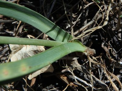 Allium subvillosum, photographed by Daniel Cahen