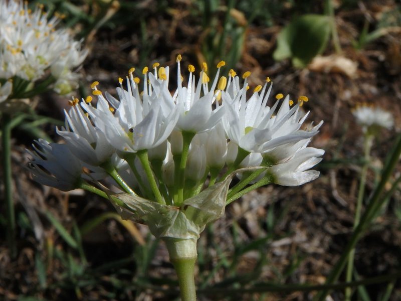 Allium subvillosum, photographed by Daniel Cahen