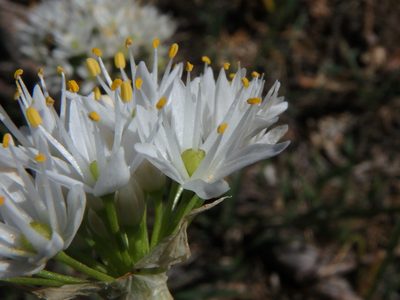 Allium subvillosum, photographed by Daniel Cahen