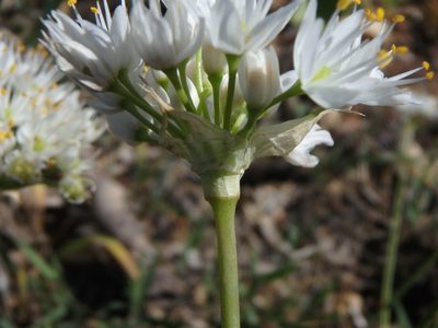Allium subvillosum, photographed by Daniel Cahen