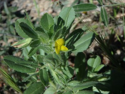 Ononis viscosa, photographed by Daniel Cahen