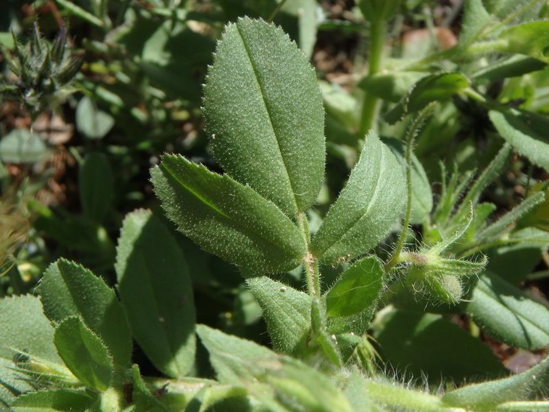 Ononis viscosa, photographed by Daniel Cahen