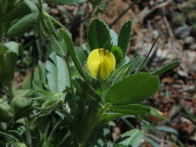 Ononis viscosa, photographed by Daniel Cahen