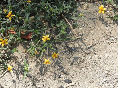 Aldama dentata, photographed by SusanaLarios Bayardo
