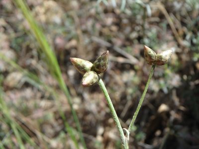 Phagnalon sordidum, photographed by Daniel Cahen