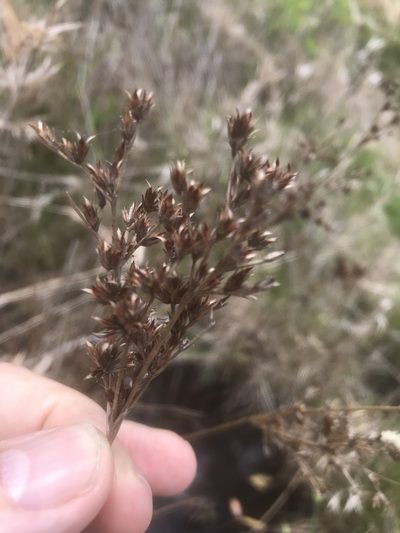 Juncus trigonocarpus, photographed by Alan Weakley