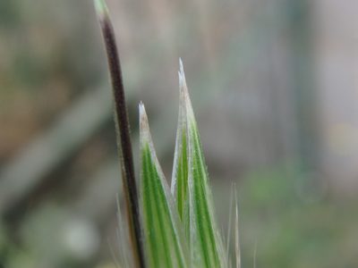 Avena sterilis, photographed by Daniel Cahen