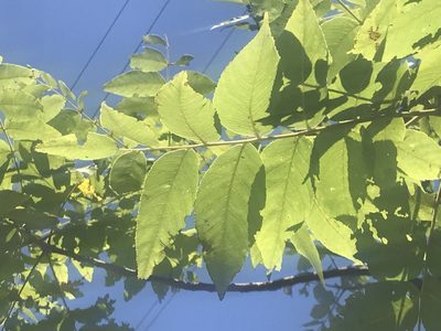 Juglans mollis, photographed by Adriana Nelly Correa Sandoval