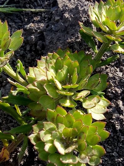 Iberis odorata, photographed by Karim Haddad