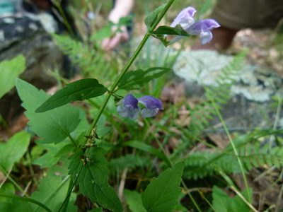 Scutellaria saxatilis, photographed by botanygirl