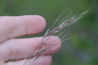 Nassella lepida, photographed by Millie Basden